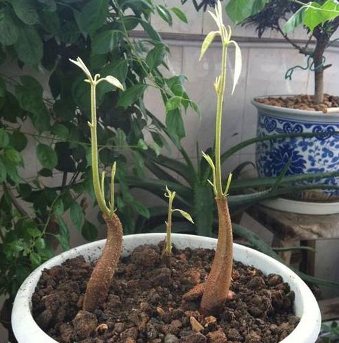 榴莲籽怎么吃最好，榴莲籽怎么吃（他把吃剩的榴莲籽洗干净）