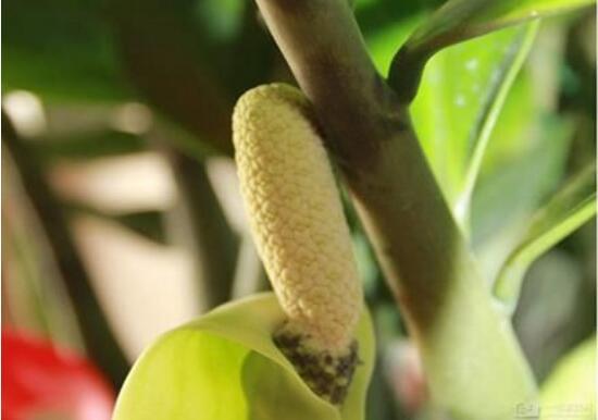 金钱树开花预示什么，金钱树（金钱树怎样扦插繁殖）