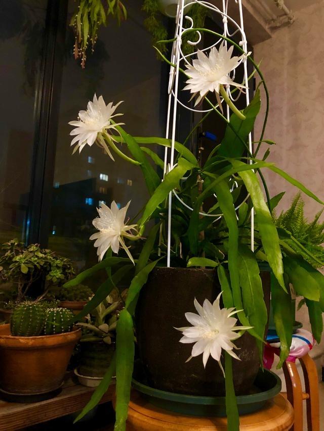 用一片叶子扦插的昙花应该怎么养，昙花整片叶子怎么扦插（用一片叶子就可以扦插一盆）