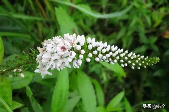 地被植物，常绿植物、地被及其他篇（地被植物名词解释）