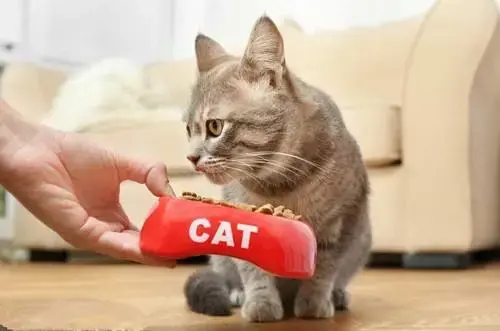 卡比猫粮怎么样，卡比猫粮怎么这么便宜（这六款高性价比猫粮你值得拥有）