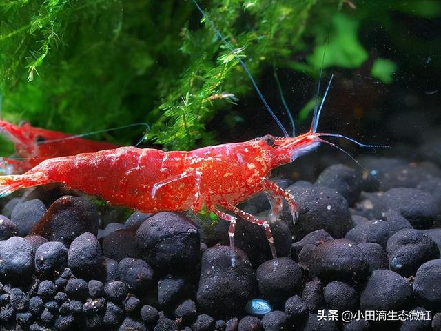 虾的种类有哪些，河里的虾的种类有哪些（适合新手饲养的宠物虾及小型观赏虾详情）