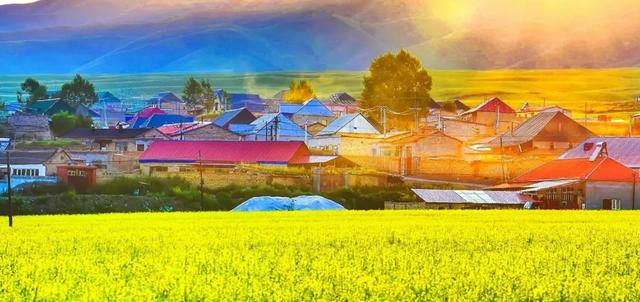 油菜花开的唯美句子有哪些，油菜花开的唯美句子有哪些三年级（金色耀眼，如绚烂花毡）