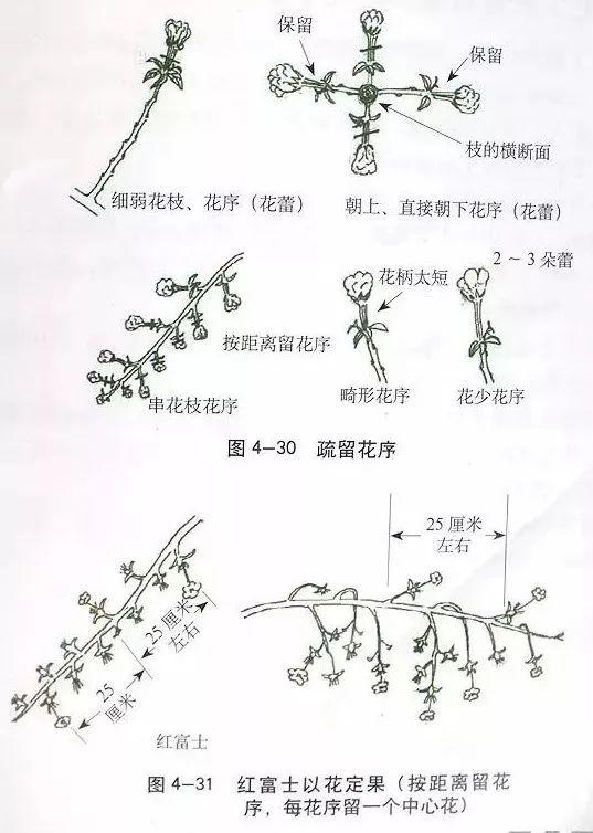 苹果树修剪技术，苹果树修剪技巧（苹果树“傻瓜式”修剪技术）