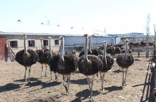 养什么动物不吵不脏不臭，新手养什么动物不吵不脏不臭（很真实、客观、很有用）