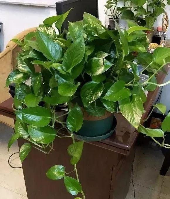 新鲜桔子皮的功效，新鲜橘子皮的功效与作用及禁忌（吃剩的桔子皮别乱扔）