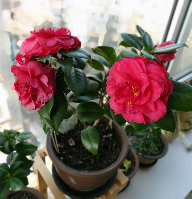 家里为什么不能养茶花，为什么院子里忌讳种茶花（躲开“三怕”）