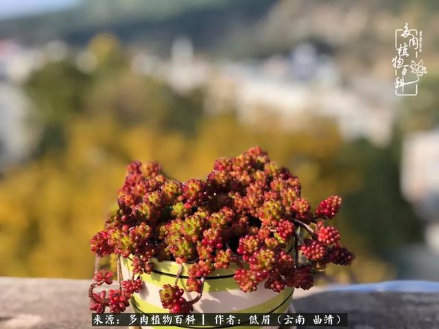 很丧很失望——低眉.，皱着眉头哭丧（陪你度过寒冷的圣诞平安夜图片）
