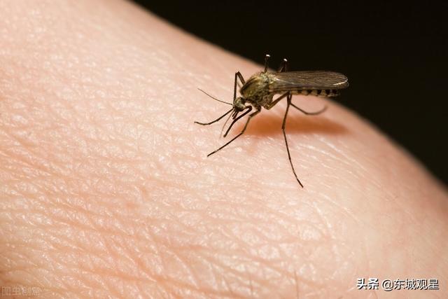 蚊子血怎么洗掉的小窍门，直接喝人血可能把它热死