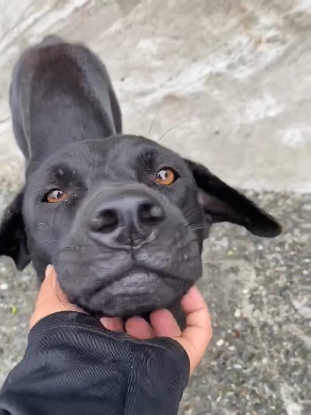 轰轰烈烈的动物，欲钱买轰轰烈烈的生肖（垂钓爱好者遇上流浪黑狗）