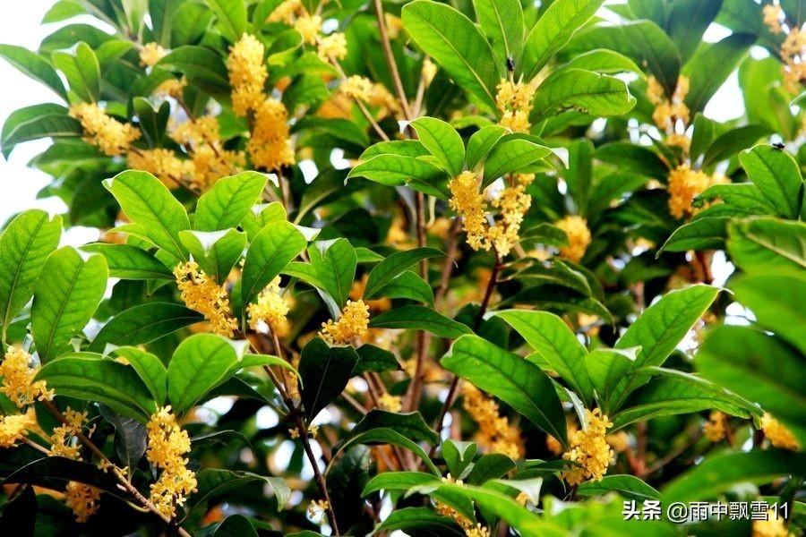 桂花树种植技术，桂花如何种植（教你5个养殖方法）