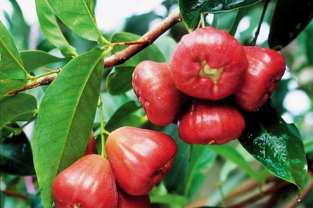 红加仑的功效与作用有哪些，黑加仑红茶的功效与作用（栽一棵“小果树”）