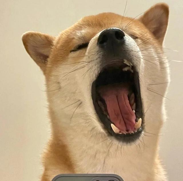 可爱的狗子图片，可爱狗子头像微信（狗狗憨憨头像‖好可爱啊）