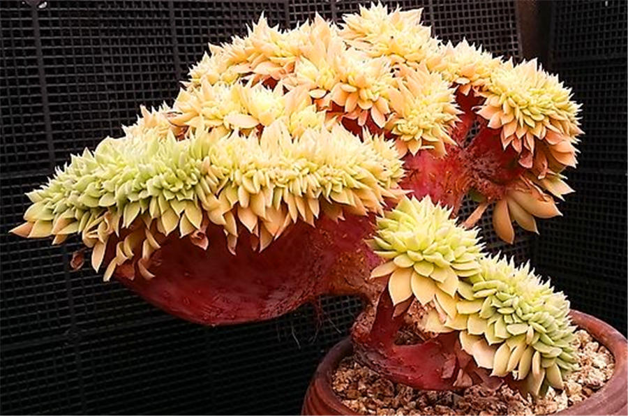 三色堇多肉的种植和注意事项,最爱爆盆的果冻多肉三色堇 - 玉三网