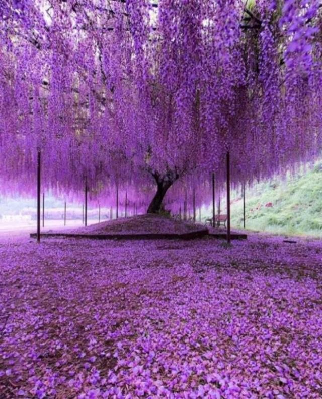 金针菜是什么，都是“人间美味”（金针菜是什么菜图片）