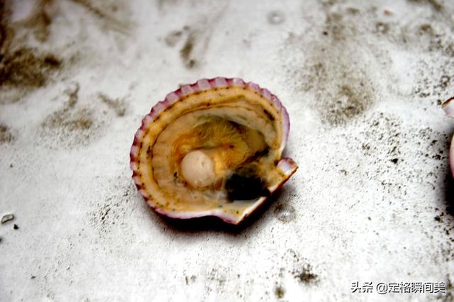 红扇贝为什么便宜，鸳鸯贝和扇贝哪个贵（老板扒壳卖肉馅价格倍增）