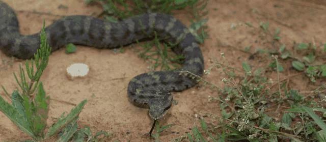 中国十大致命毒蛇，饭铲头粤语什么意思（存在于我国境内十大毒蛇排行）