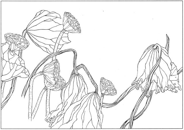 工笔荷花白描，高清工笔荷花白描 110幅