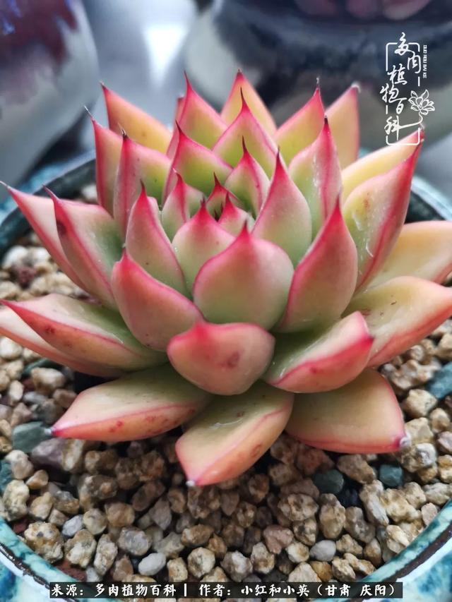 姐妹情深的句子，姐妹情深的句子简短（赏娇媚多肉，忆姐妹情深）