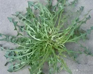 碱蓬菜的功效与作用，碱蓬的功效与作用（山野菜大全）