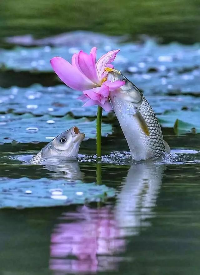 微山湖有哪些景区值得去玩，微山湖哪个景区最值得去（坐拥130000亩荷塘）