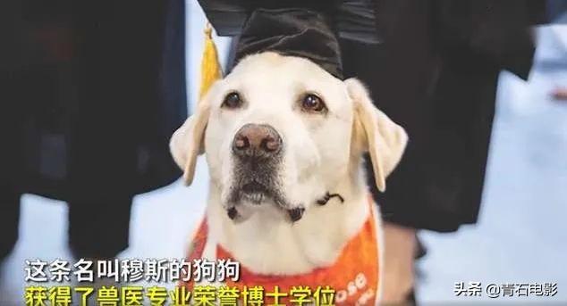 朱正廷养宠物综艺，朱正廷、张雨剑与流浪狗同居的节目