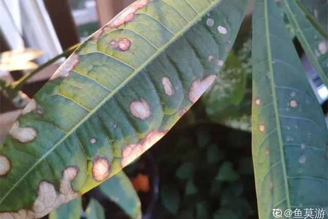 鹅掌柴的作用与功效，鹅掌柴的功效与作用（一养就能养20年）