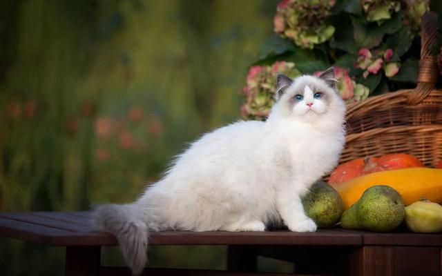 布偶猫哪个色最贵，布偶猫眼睛颜色等级（几种常见猫咪的市场价）