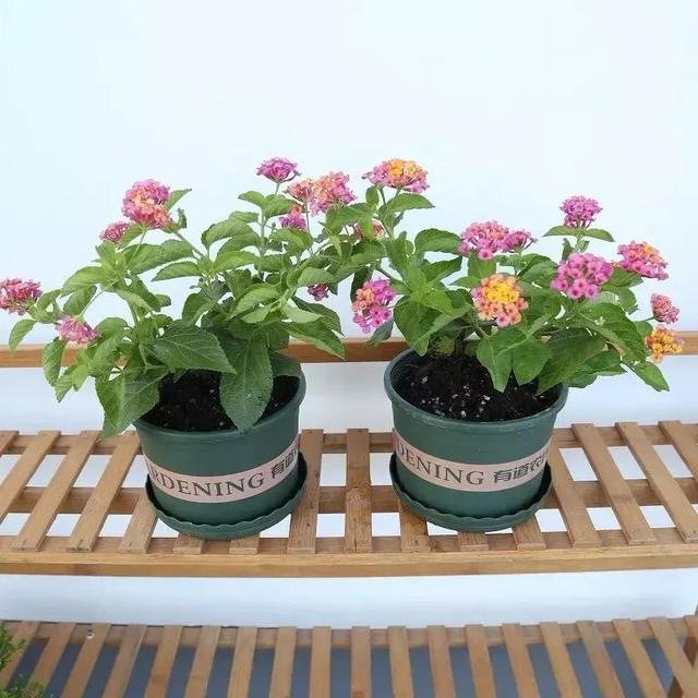 春夏秋冬四季什么花好看，这十种花几乎一年四季都开花