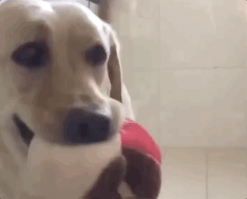 冬天狗在外面能冻死吗，快别说狗不怕冷了