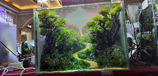 水草造景教程，简单水草造景图片（鱼缸造景比赛作品欣赏）