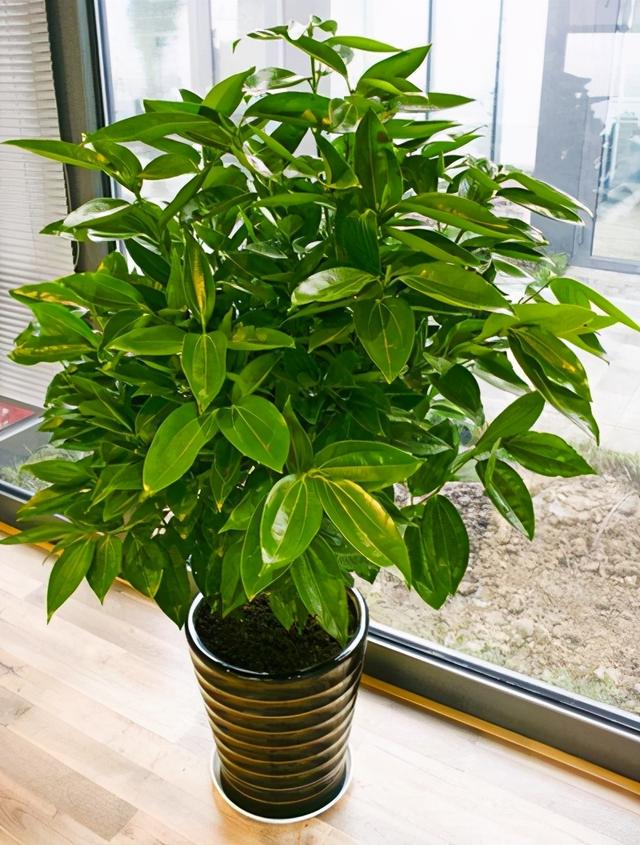 平安树的作用,平安树的作用和特点(这几种寓意好,养护简单的绿植)