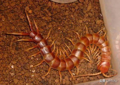 4种常见的可怕昆虫，世界上最毒的十大昆虫