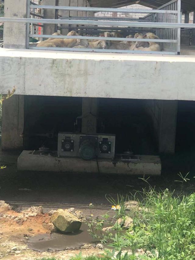 つぼみ10头母猪猪舍设计图，50头母猪舍猪场设计图（及设备图解）