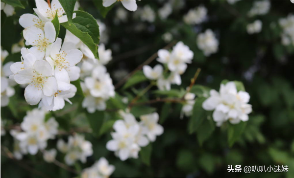 茉莉花花语是什么，茉莉花有什么特点（茉莉花的3个花语你知道吗）