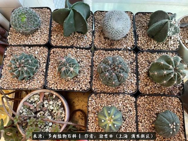 多肉植物图片，感恩相遇，余生相互关照（若绿多肉植物图片）