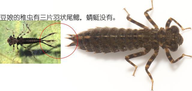 蜻蜓的特点是什么，蜻蜓的特点是什么技能（蜻蜓的特点是什么）