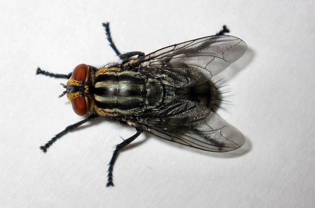 蛩（蛩蠊目），昆虫的分目概要（ひどい目にあった）