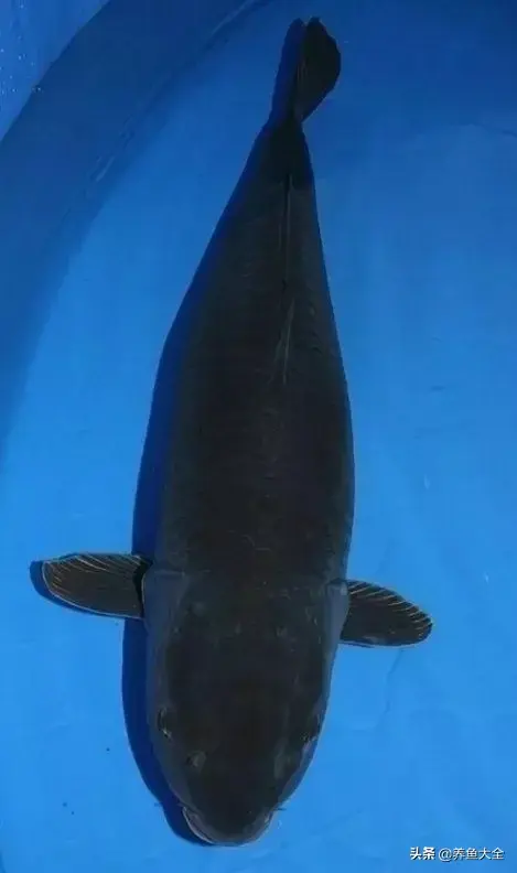 九纹龙锦鲤,锦鲤5大品种介绍 - 玉三网