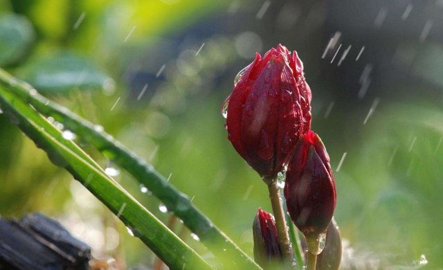 含雨的诗句，含雨的诗句连续两句（诗词鉴赏-十三首夏雨诗词）