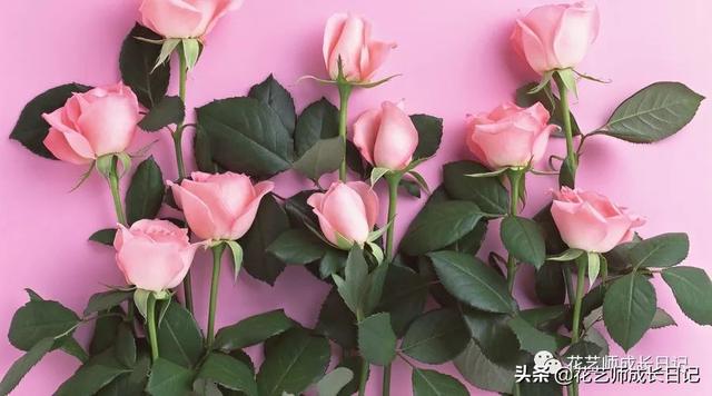 玫瑰花的寓意和花语，香槟色玫瑰（香槟色玫瑰代表什么）