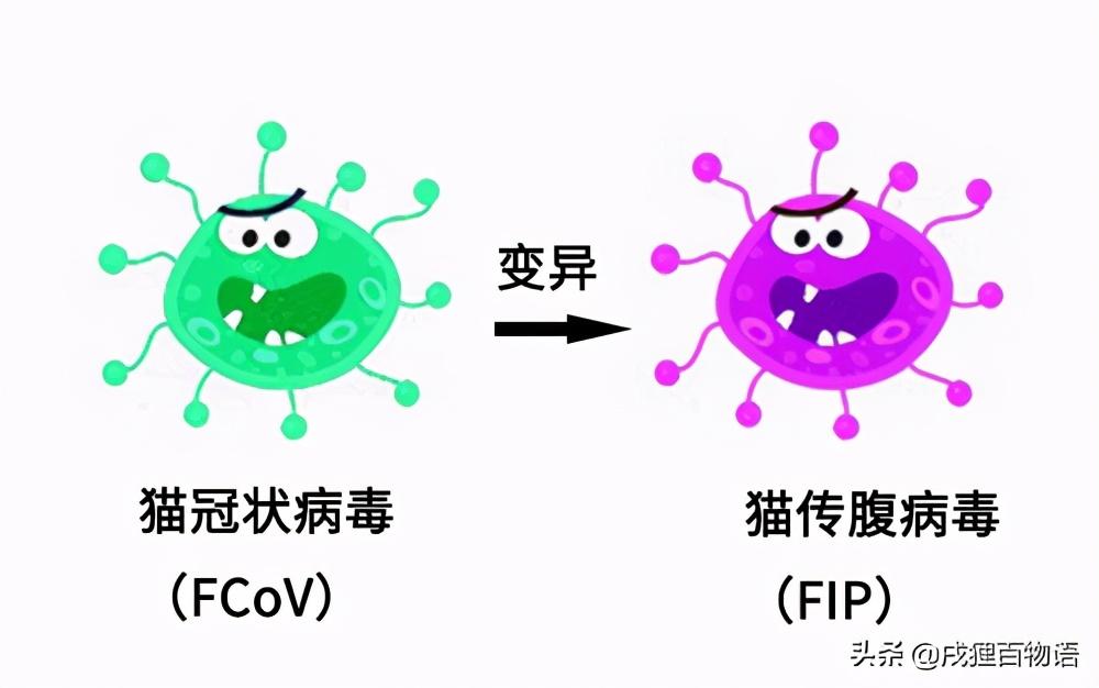 名望宠物医院（比猫传腹更可怕的是）