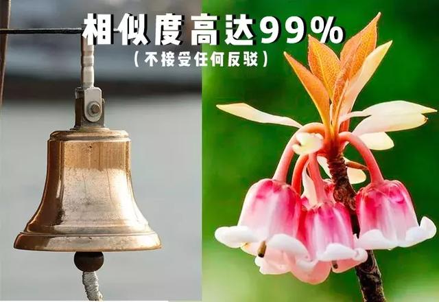 野生吊钟花什么时候开花，吊钟花结果吗（鲜艳的春节红已提早报春）