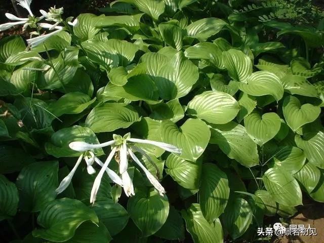 垫状点地梅每年生长直径，垫状点地梅每年生长直径是多少（超实用的地被植物干货）