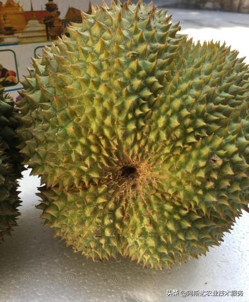 榴莲硬的怎么变软，为什么有的还不好吃