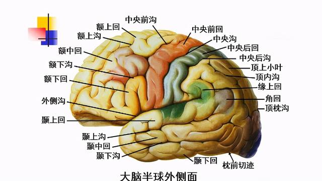 大腦杏仁體解剖圖,高清大腦解剖圖譜