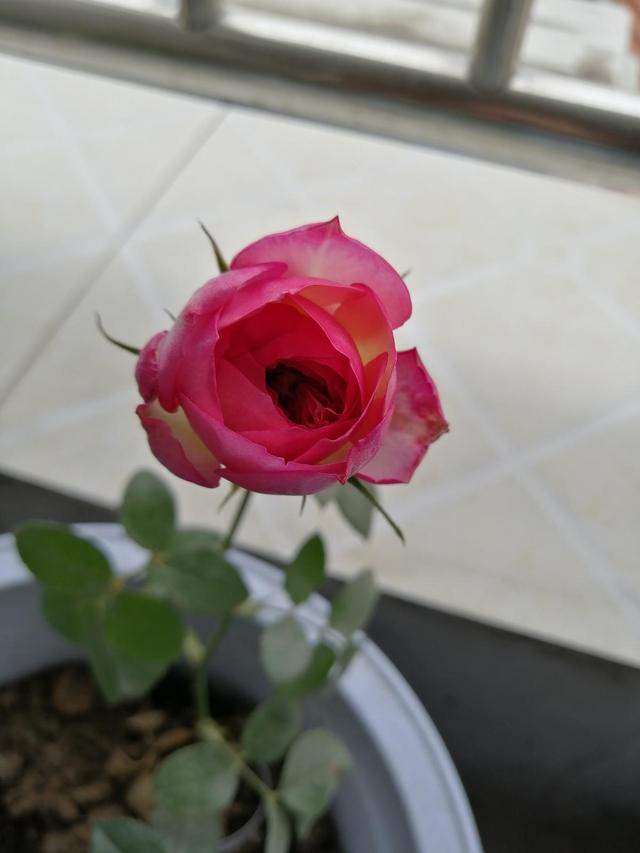 月季花是什么颜色的，月季花一般都是什么颜色（家里客厅摆这几种月季）