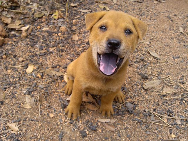 最旺家的土狗,什么长相的土狗旺家(旺家的狗狗会有这5个特点)