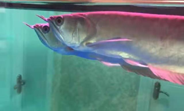 金鱼水霉病怎么治最快，金鱼水霉病的治疗方法（一句话搞定观赏鱼水霉病的治疗）