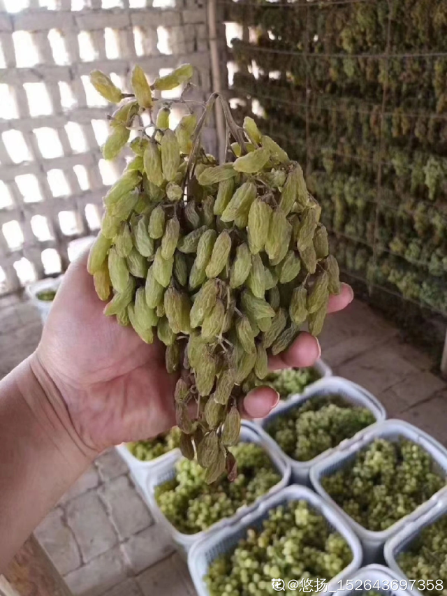 葡萄干怎么保存，葡萄干储存温度（葡萄干的制作方法太奇特）